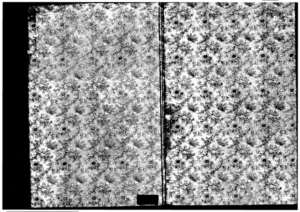 Earth – The (Vol III – Nos. 25-26)